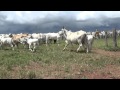 Vacas paridas lote 01 200 cb