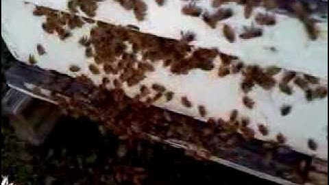 Swarm leaving the hive