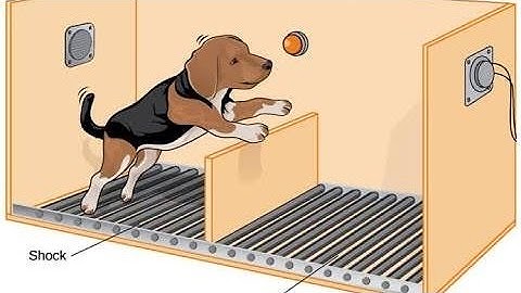 What is learned helplessness? Martin Seligman 1965 Experiment