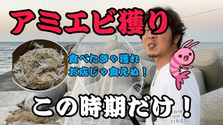 アミエビ獲りに行ってきた！アミエビ？オキアミ？アキアミ？この時期だけ！