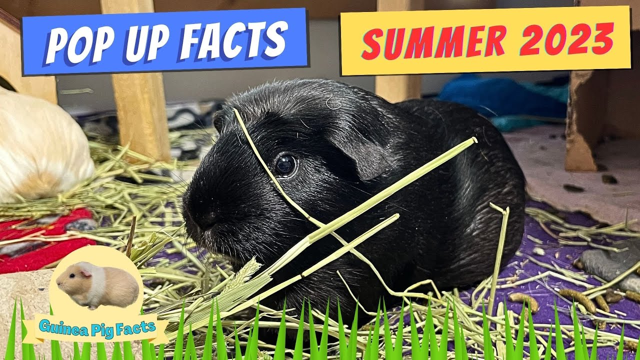 Pop Up Fact File Inside the World of Happy Guinea Pigs : Pop up facts - Summer 2023 ...