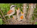 Red-backed shrike. Birds in breeding season | Wildlife World