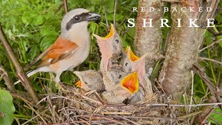 Redbacked shrike. Birds in breeding season. Bird nest with five chicks.