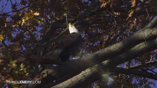 Conowingo Dam Bald Eagles November 2018: High Water