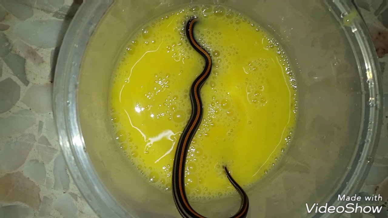 STRIPE KUKRI SNAKE FEEDING AND RELEASE - YouTube