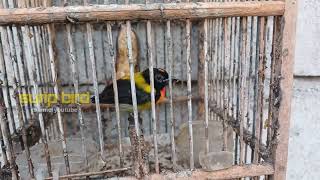Beetle pentis care requires care and patience so that it is healthy and sings well.