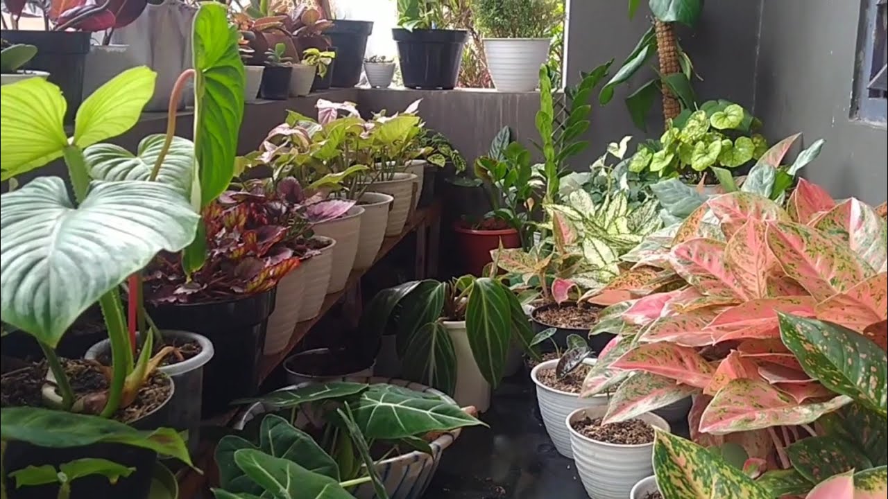 LENGKAP!!!KOLEKSI TANAMAN HIASNYA CANTIK-CANTIK BANGET|TANAMAN HIAS DIDEPAN RUMAH