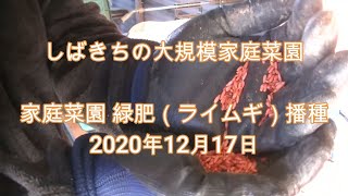 家庭菜園 緑肥（ライムギ）播種 2020年12月17日