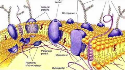 Extracellular Matrix Ad