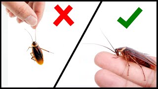 CARA AGAR TIDAK TAKUT KECOA | TANGKAP KECOA PAKE TANGAN KOSONG