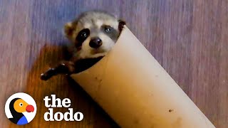 Baby Raccoon Is SO Awkward - And So Cute | The Dodo Little But Fierce