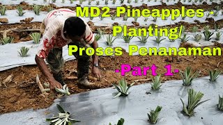 MD2 Pineapple - Planting from seedling/ Proses Penanaman dari Sulur Anak - Part 1