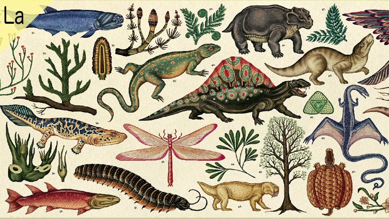 Названия живых существ. Эволюция живых организмов. Эволюция животных.