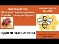 Как и когда применять щавелевую кислоту для борьбы с клещем Варроа? (КПБ)