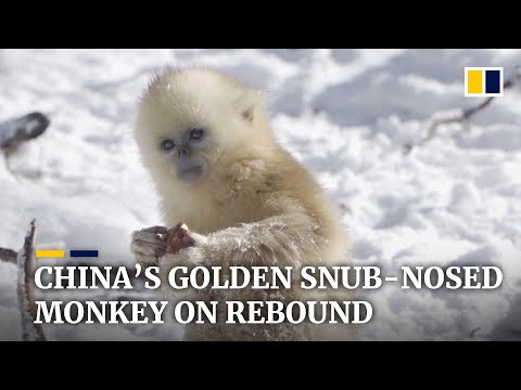 Hope for endangered golden snub-nosed monkeys as numbers soar in central China