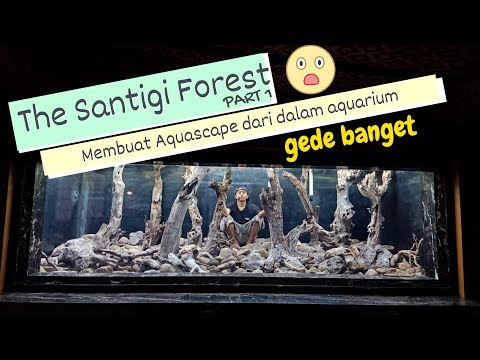 membuat-aquascape-untuk-ikan-arowana-"the-santigi-forest-part-1".-taf-project-episode-#4