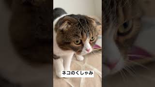 ネコのくしゃみが可愛いw