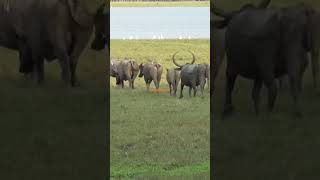 Herd Of Wild Water Buffaloes Spotted At Kaziranga National Park