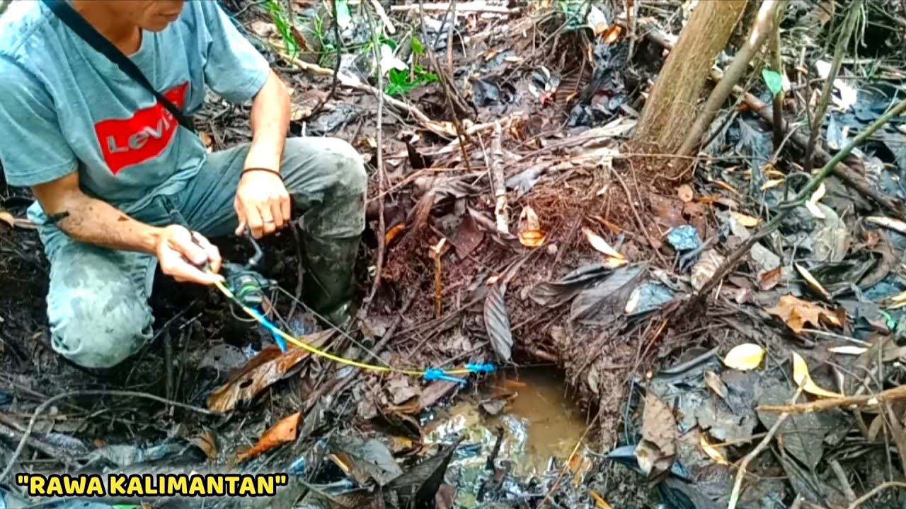 PEMANCING IKAN LEMBAT || EDISI PENCARIAN SARANG IKAN LEMBAT BESAR DALAM HUTAN
