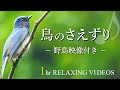 【自然音】鳥のさえずりと川のせせらぎ（癒し・リラックス効果・作業用・勉強用・睡眠BGM）natural sound 1 hour