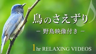 【自然音】鳥のさえずりと川のせせらぎ（癒し・リラックス効果・作業用・勉強用・睡眠BGM）natural sound 1 hour