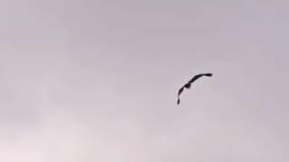 Deer and eagle fighting
