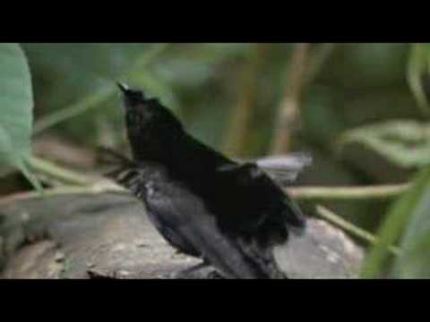 BIRDS of PARADISE DANCING 