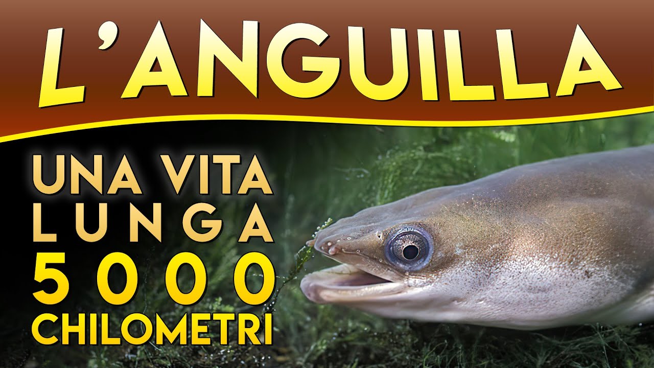 L'anguilla, una vita lunga 5000 chilometri ► Puntata 9