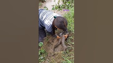 Cá Lớn - bắt Cá Lóc Khủng ẩn nấp dưới cỏ 😱 #khacthuyvlogg