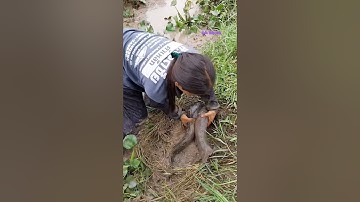 Cá Lớn - bắt Cá Lóc Khủng ẩn nấp dưới cỏ 😱 #khacthuyvlogg