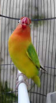 lovebird green series gacor