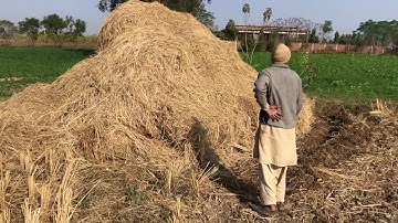Zero tillage Wheat cultivation