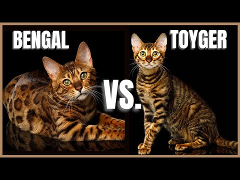 Video: Unterschied Zwischen Bengal Cat Und Ocicat