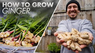 Tips to Grow lots of Ginger in Container