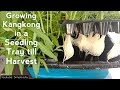 Growing Kangkong(Water Spinach) in a Seedling tray till harvest