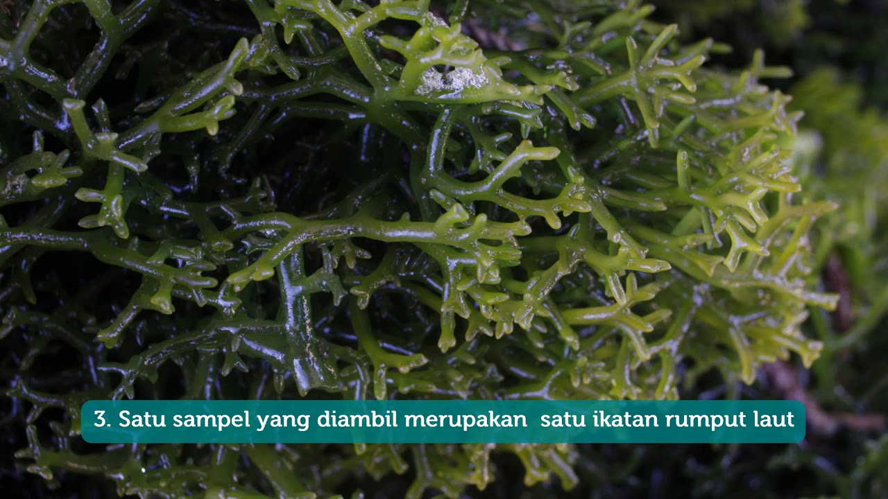 Sample Rumput Laut Modul 9.3: Proses Pengukuran Sample Rumput Laut - YouTube