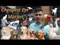Mumbai Cheapest Pets &amp; fish Market 😱 Crawford market #petmarket #mumbai  #pets #exotic