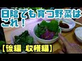 【水耕栽培大学】陰性野菜3兄弟を育てよう　日陰でも育つ野菜収穫してみた（後編）