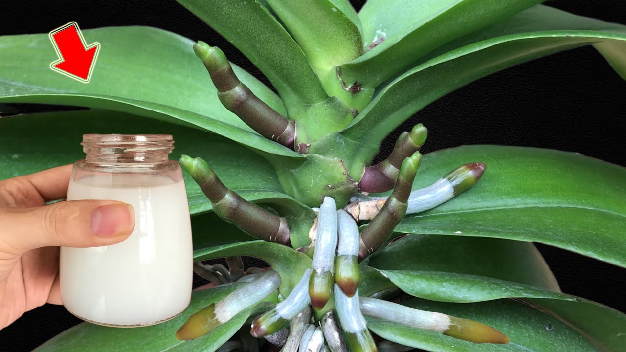 Всего 1 стакан! Я удивлен! Корни и орхидеи цветут на протяжении 4 сезонов!