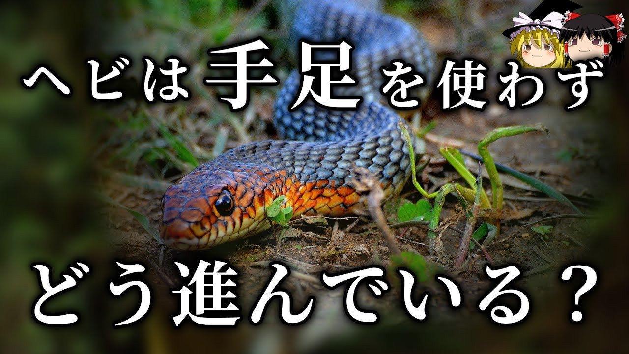 【ゆっくり解説】ヘビの進み方～手足を使わずにどう進むのか～