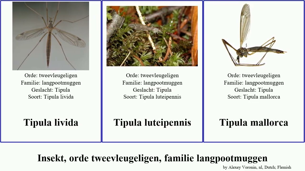 Insekt, orde tweevleugeligen, familie langpootmuggen tipula featuring insect mallorca ultima cava