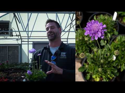 Βίντεο: Scabiosa Coronal