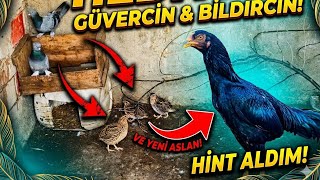 Kümes Şenlendi̇ Hem Hediye Güvercin Geldi Hem De O Efsane