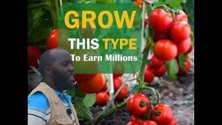 TOP 3 Tomato Varieties To Grow In Uganda-Tomato Farming