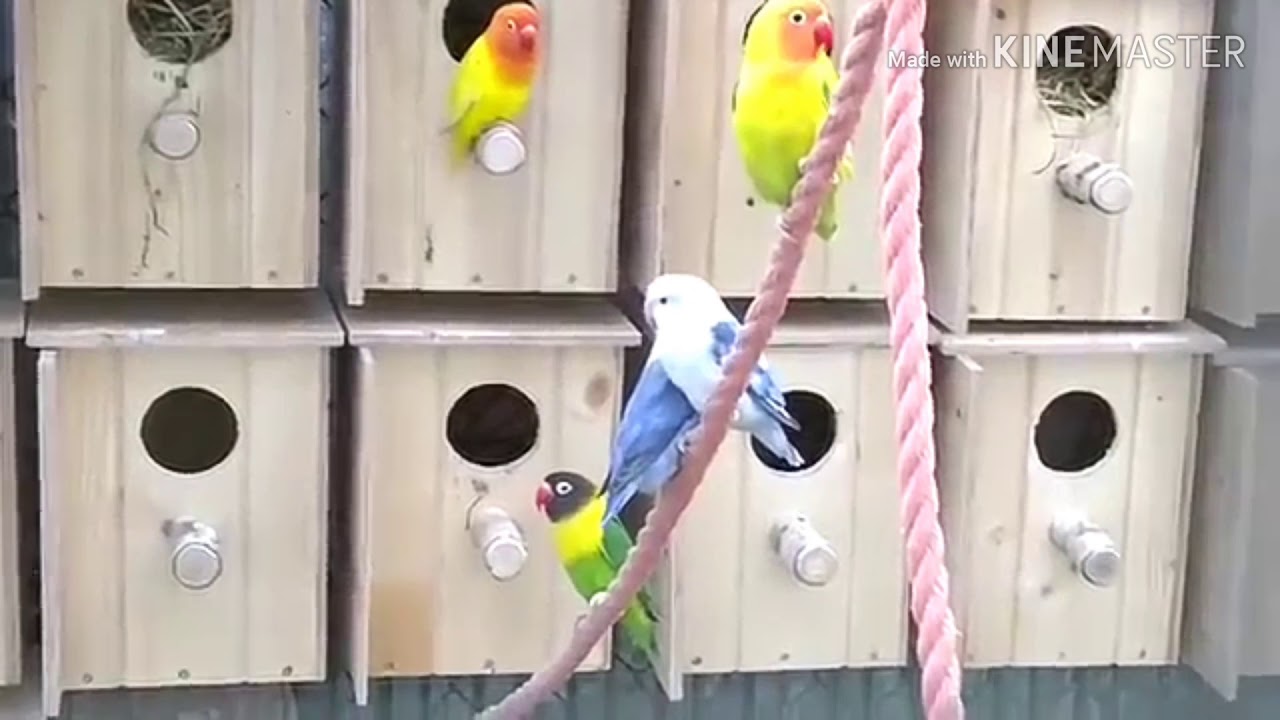 cara ternak burung love bird sistem koloni 