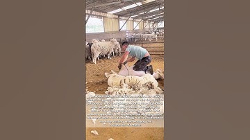 Shear Genius: Electric Clippers Make Sheep Haircuts a Breeze