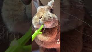 Eating sound 🔥#rabbit #yummy #food #asmr #mukbang #animals
