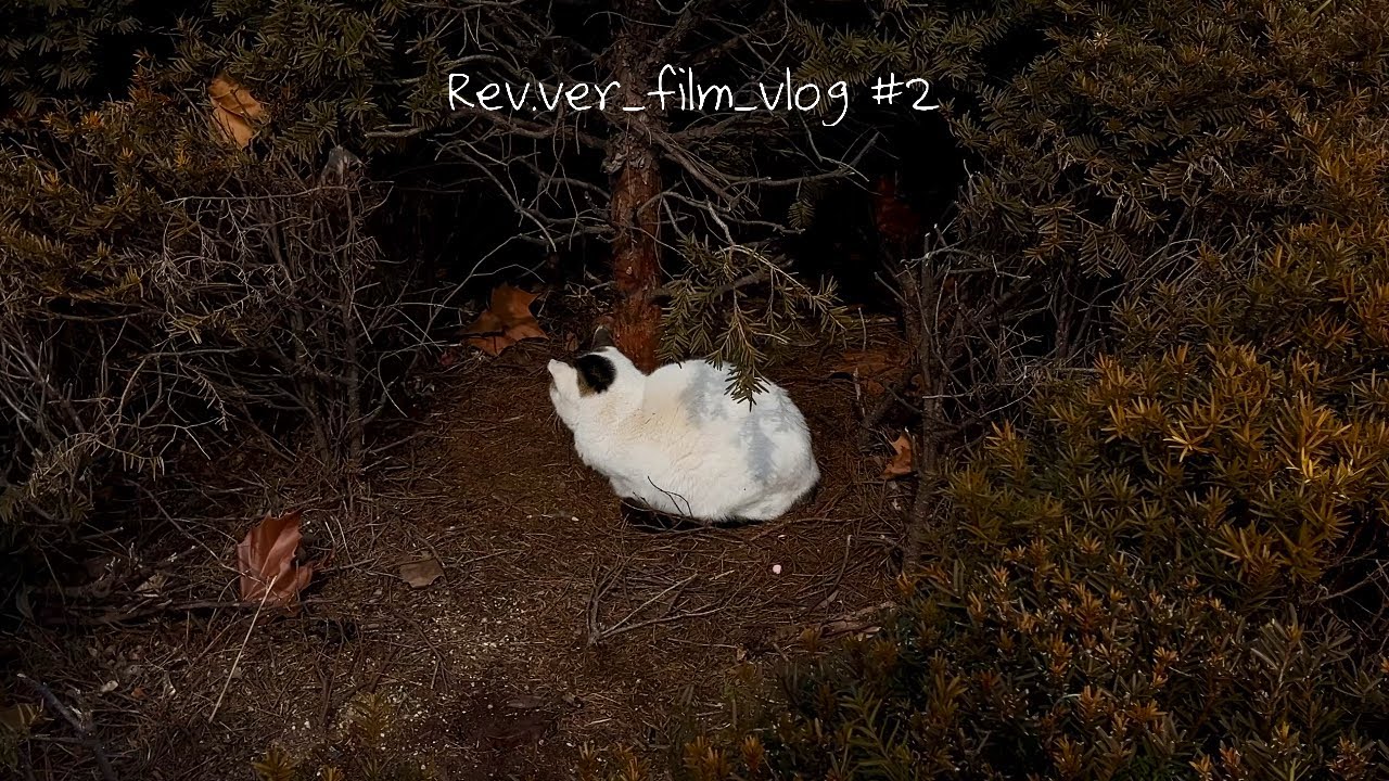 [2월 브이로그] 머물던 초록에서