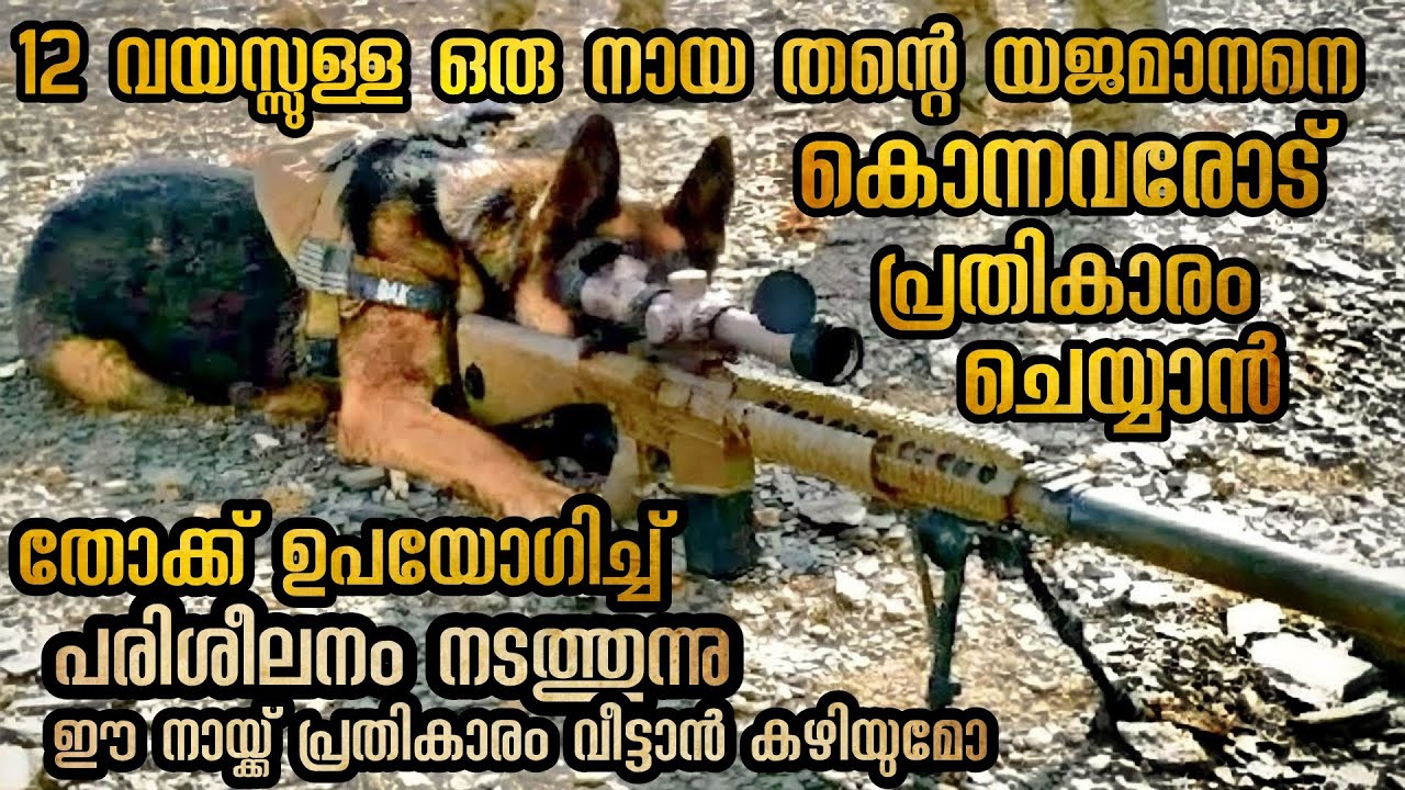 ഒരു നായ അവന്റെ പ്രതികാരം വീട്ടി നായയ്ക്ക് ഇത്രയൊക്കെയേ ചെയ്യാൻ കഴിയുമോ