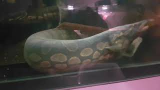 my monster Tire track Eel 75cm